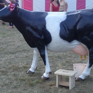 krowa-do-dojenia